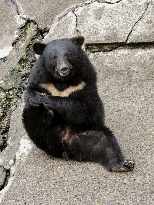 ツキノワ成獣たち ~2023年春 くまくま園~ : 孤独と孤高の狭間 其処に羆 ツキノワ成獣たち ~2023年春 くまくま園~ : 孤独と孤高の狭間 其処に羆