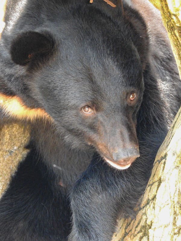 月の輪プールの存在意義を。～クー・ウタ～ : 孤独と孤高の狭間 其処に羆
