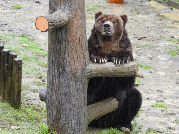 ビック 継ぐ資質や如何に ～くまくま園2024年春～ : 孤独と孤高の狭間