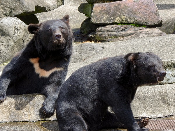 ツキノワたち ～2020夏 くまくま園～ : 孤独と孤高の狭間 其処に羆