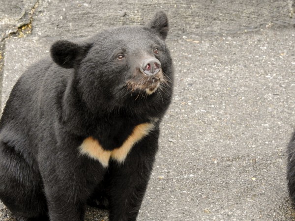 ツキノワたち ～2020夏 くまくま園～ : 孤独と孤高の狭間 其処に羆