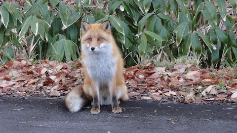 北海道の動物シンボルランキング 雑木林に暮らす