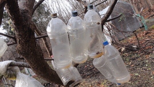 スズメバチの夢のあと 雑木林に暮らす