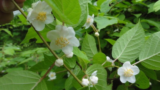 マタタビの花が咲く 雑木林に暮らす