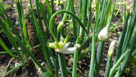 ネギ坊主 は 和尚さん になれるか 雑木林に暮らす