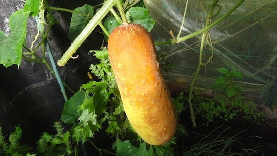 初物、岐阜県産、自然栽培、伝統野菜赤モーウイ、老黄瓜、沖縄