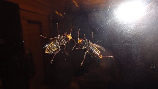 スズメバチの夢のあと 雑木林に暮らす