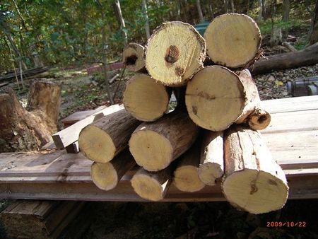 ウルシの木も薪になる アーカイブス 雑木林に暮らす