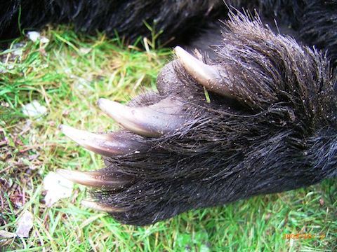 北海道の動物シンボルランキング 雑木林に暮らす