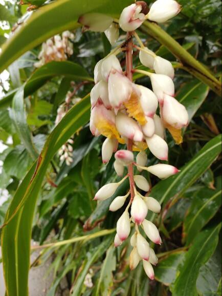 2253 1857 梅雨の花 さねん花 です しまくらし 沖永良部島歳時記 未央流写真俳諧研究塾 ちょっと新しい写真と俳句 短歌の世界