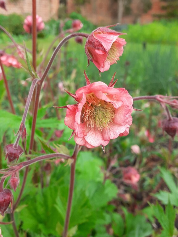 信託 ゲウム マンゴーラッシー 八重咲 花苗 耐寒性耐暑性強 宿根草 Geum Mango Lassi Shubhamholidayhomes Com