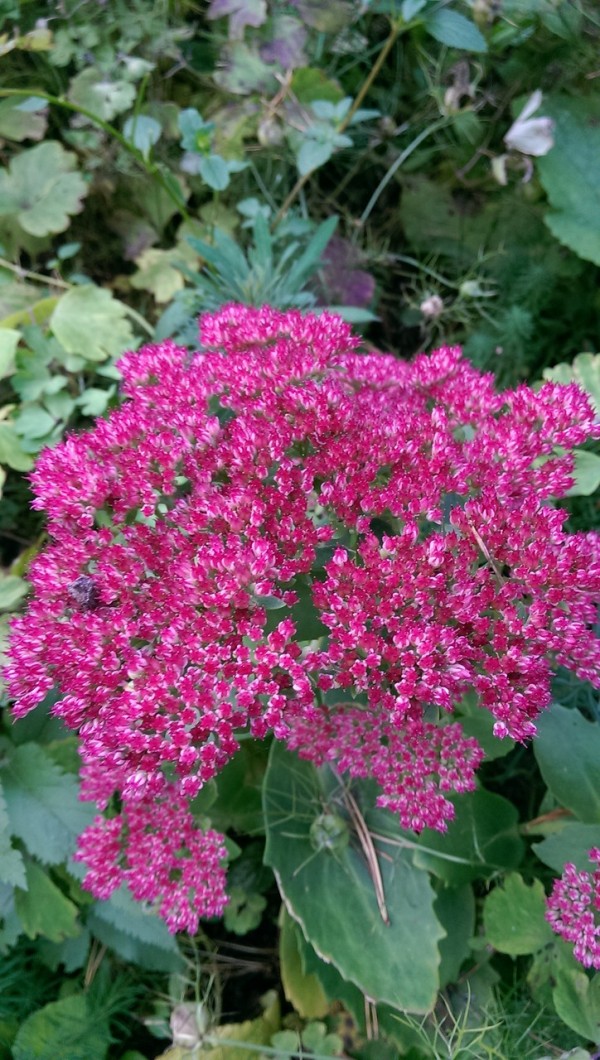 秋のピンクの花と空 おとぎの国のガーデナー 秋のピンクの花と空 おとぎの国のガーデナー