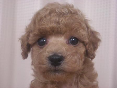 🐶羊毛トイプーちゃん+1ぴき🐶 なかよし😃🍒😃