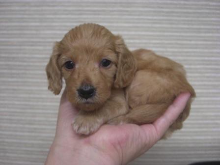 ダップーちゃんのオーナー様募集 がばい可愛かトイプー