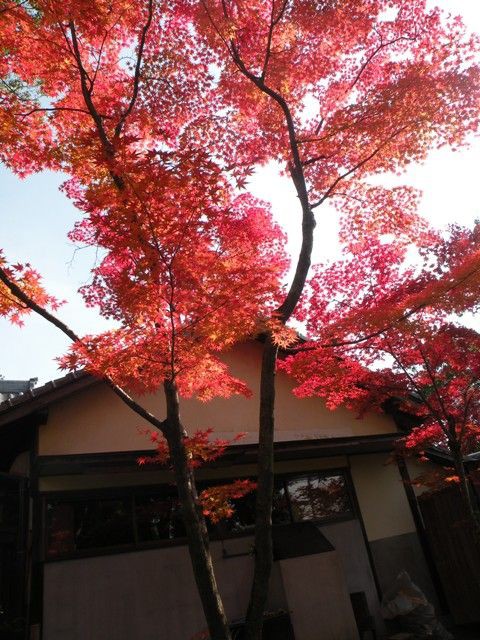 今年の紅葉 福岡県うきは市吉井町 清光寺のブログ