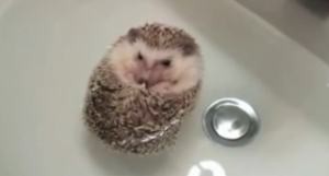 かわいいハリネズミの入浴シーン Youtube発見伝