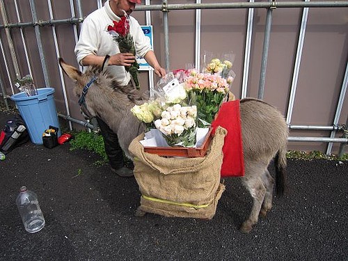 ロバの花売り 東京刺激クラブ