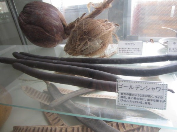 渋谷区ふれあい植物センター 東京刺激クラブ