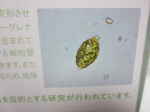 ユーグレナ クッキー 東京刺激クラブ