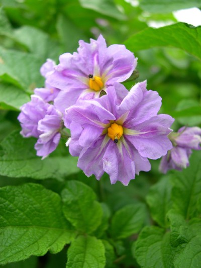 ジャガイモの花 それぞれ Farm Umemura Don T Worry Be Happy ジャガイモの花 それぞれ Farm Umemura Don T Worry Be Happy