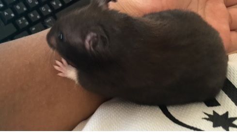 クロクマハムスターのもんちゃんです 諦めた人