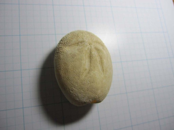 オオブンブク : 海洋生物図鑑（仮）