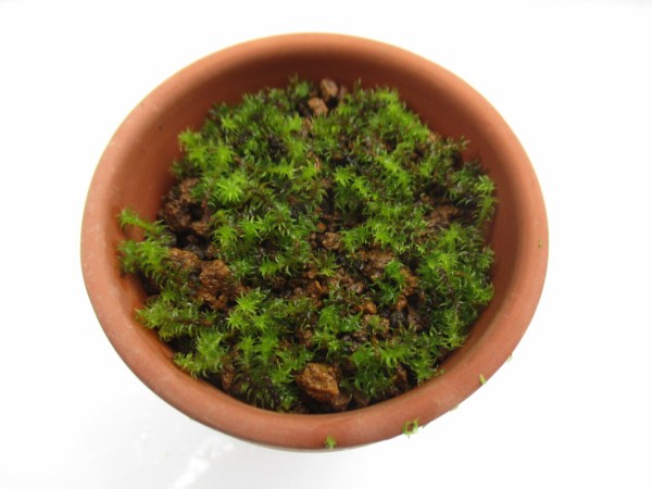 苔を増やそう : ボンサイ・マムのはじめてでも簡単！おしゃれミニ盆栽
