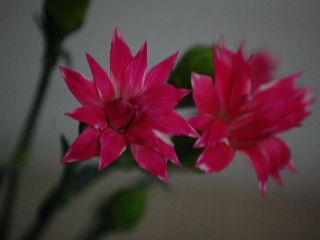 カーネーション ハナジカン Flower Produce Felice