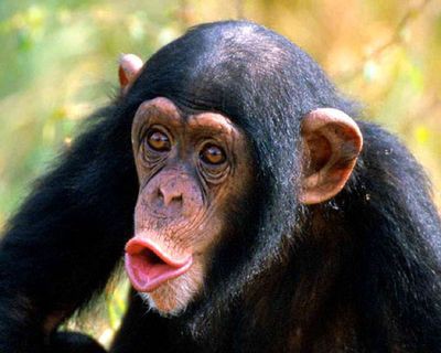 チンパンジーの動画が面白い ｗｗ フェンディーじぇんとる