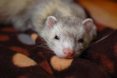 影っち フェレット画報