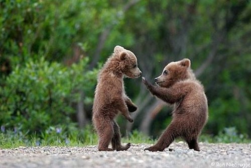 かわいい子熊の画像を貼っていくスレ ポリー速報