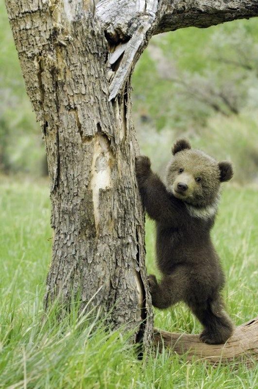かわいい子熊の画像を貼っていくスレ ポリー速報