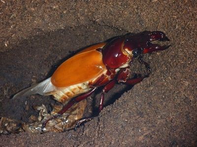 赤い目のタランドゥスツヤクワガタ タランドゥスオオツヤクワガタ（タランドスオオツヤクワガタ） | 虫の