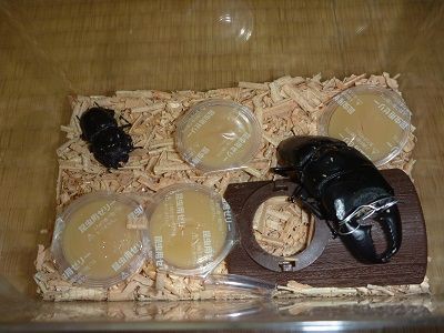 カブクワ飼育 引退品 イロイロ