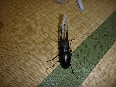 たなかさまオオクワガタノコギリペア ノコギリクワガタ軍団ペアリング : ふぃるの秘密の花園