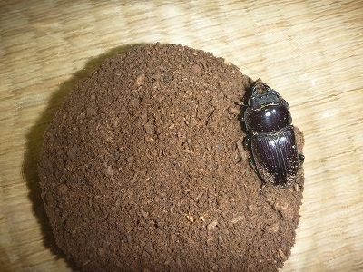 オオクワガタ　山梨県樹液採集個体♂15頭♀2頭　ドイツ箱入り オオクワガタ 山梨県樹液採集個体♂15頭♀2頭 ドイツ箱入り