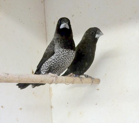 黒ジュウシマツ発見 ジュウシマツ日記