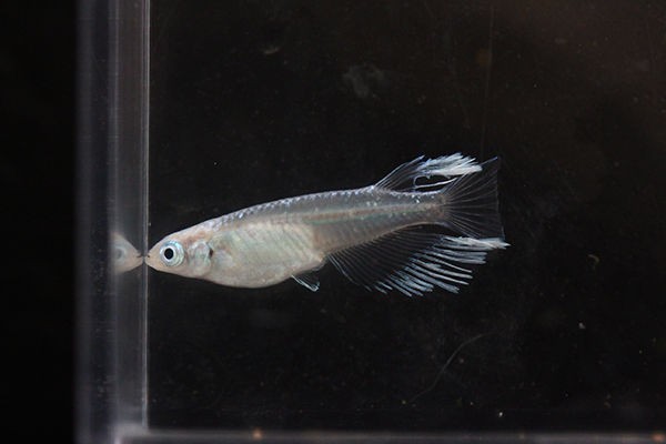 ヒレ光を伸ばすなら めだかのたまごちゃん