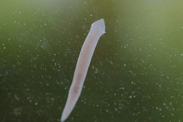 水槽のお話し めだかのたまごちゃん