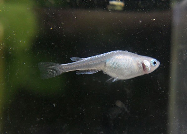 メダカの好きな色だとか マメ活だとか めだかのたまごちゃん