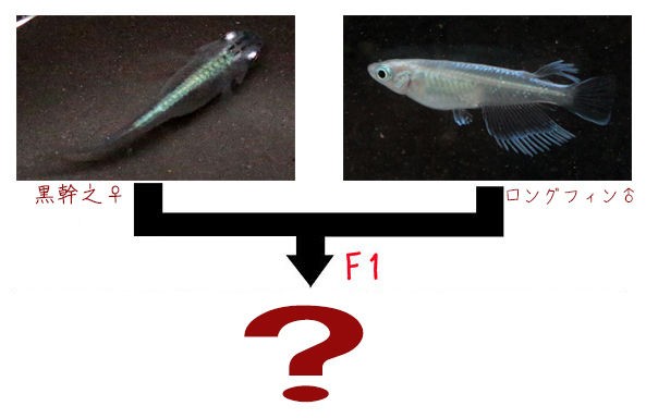 風ちゃんメダカ。改良メダカ卵一粒20円〜130円