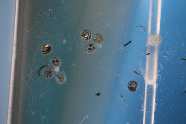 私のメダカのタマゴ管理方法 めだかのたまごちゃん