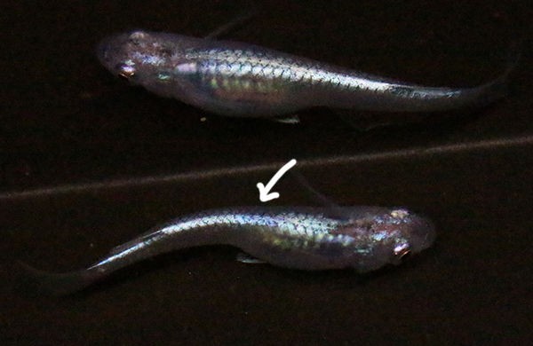 濃青体外光 めだかのたまごちゃん