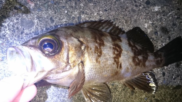 横浜沖で夜釣り 何でも釣ってやろう 海 川 船 メバル