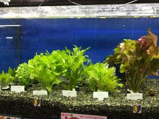 3 3水草 熱帯魚入荷案内 フィッシュジャパンの総合blog