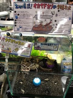 6 24入荷案内 水草 コケ シダ 観葉植物 小動物 フィッシュジャパンの総合blog