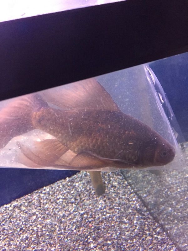 5 9入荷案内 謎の魚 鉄魚 熱帯魚 水草 アクアライフ6月号入荷 アピスト特集 フィッシュジャパンの総合blog