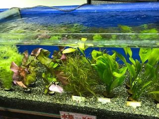 11 17入荷案内 水草 熱帯魚 フィッシュジャパンの総合blog