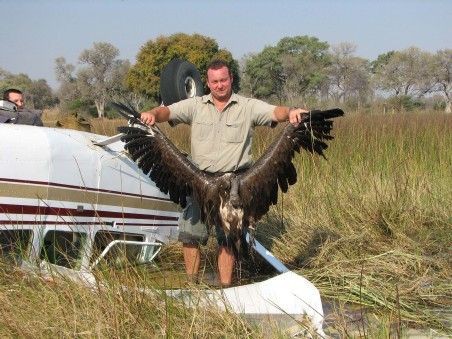 ちょいグロ注意 飛行機やヘリコプターに衝突 バードストライクの悲惨な現状 フィストリア