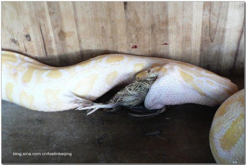 ゴールデンパイソンが獲物を飲み込むところを高画質写真で見てみる フィストリア